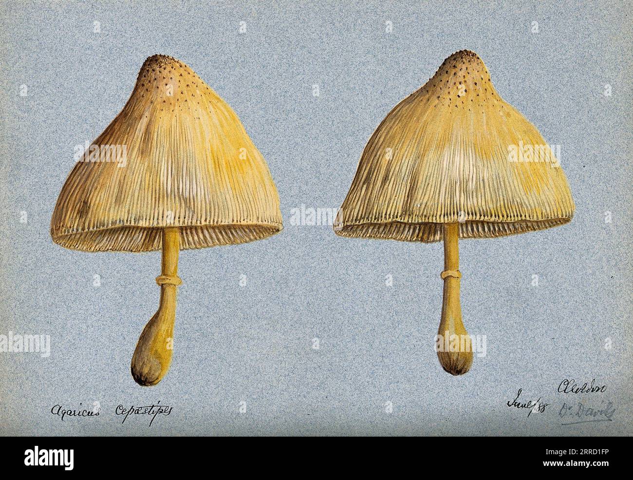 Leucocoprinus cepistipes (Agaricus cepaestipes) con due corpi fruttiferi, è un genere di funghi contenenti specie sia commestibili che velenose, acquerello d'annata del 1888 Foto Stock
