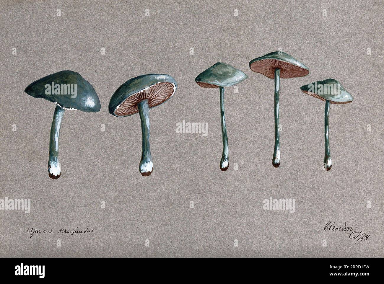 Stropharia aeruginosa, cinque corpi fruttiferi, comunemente noti come Verdigris agaric, acquerello 1883 Foto Stock