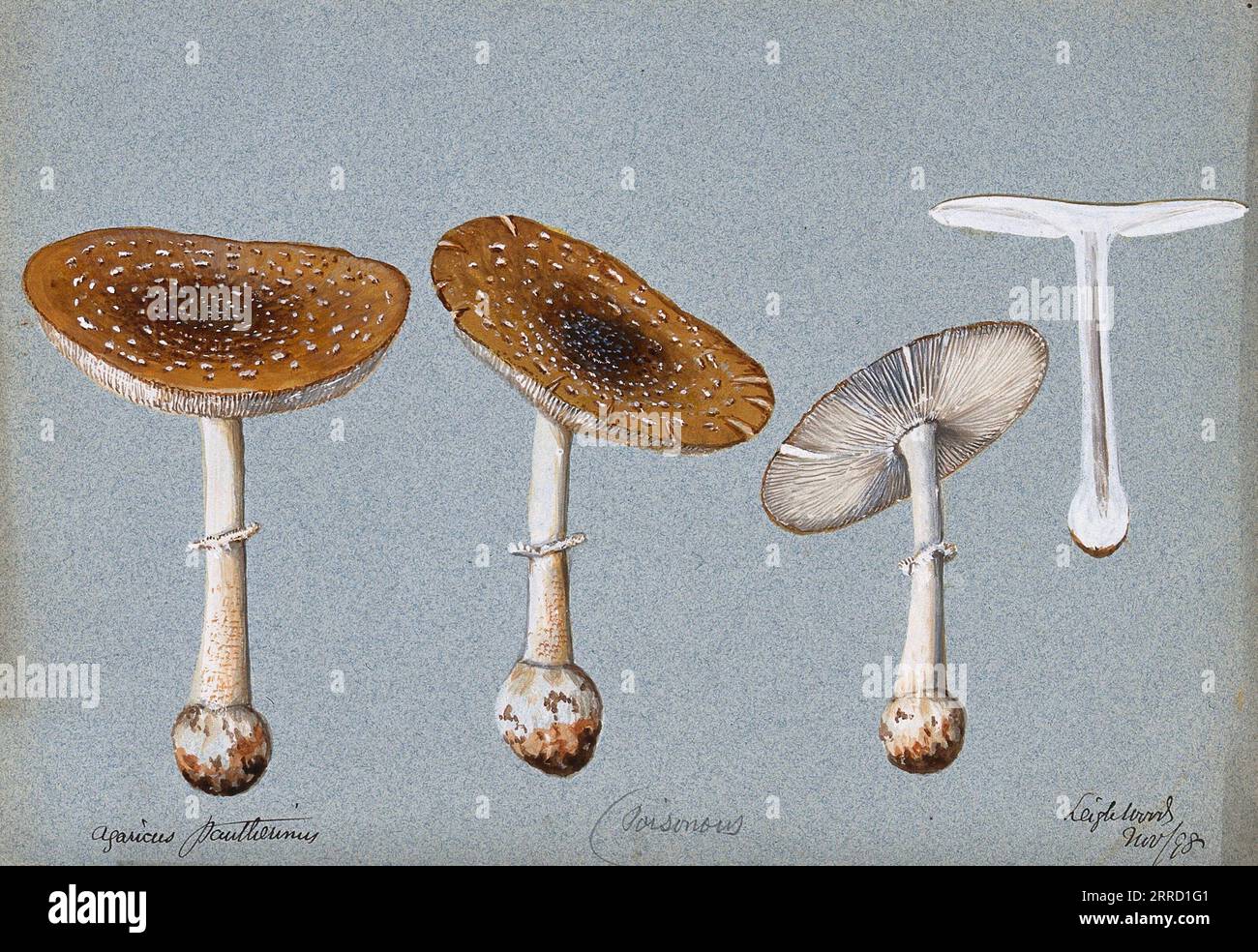 Fungo Panther Cap (Amanita pantherina), quattro corpi fruttiferi, uno a sezione, acquerello 1898 Foto Stock