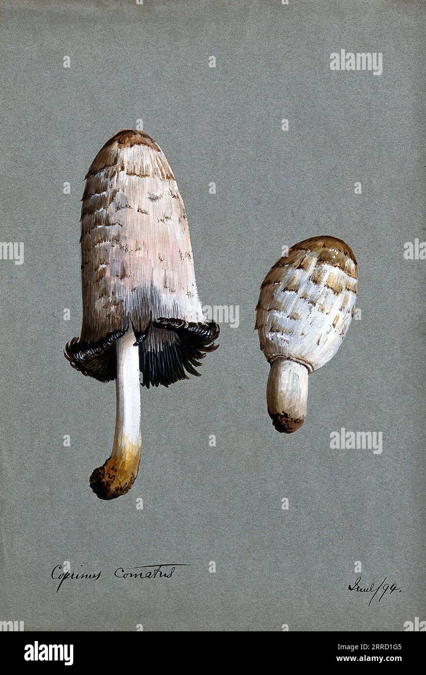 Coprinus Comatus, comunemente noto come il cappuccio di inchiostro Shaggy, parrucca da avvocato, o criniera Shaggy, acquerello vintage del 1894 Foto Stock