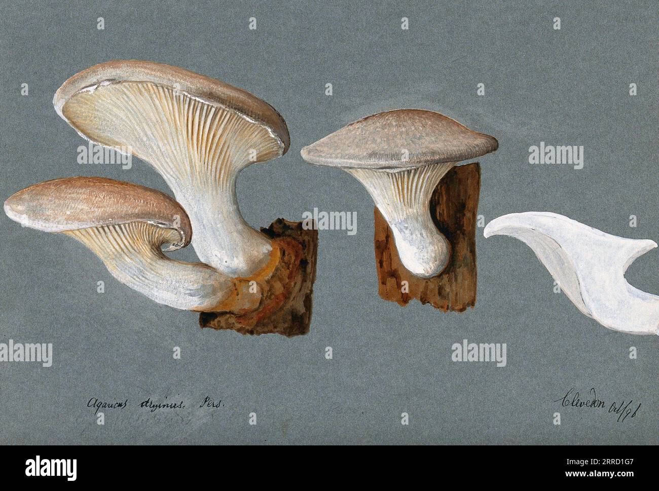 Un fungo Pleurotus dryinus, noto anche come fungo di ostrica velata, tre corpi fruttiferi, acquerello 1896 Foto Stock