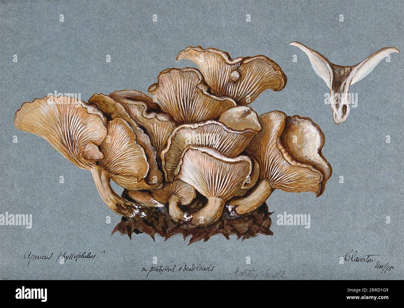 Un fungo Clitocybe phyllophila, noto anche come Frosty Funnel, acquerello 1898 Foto Stock