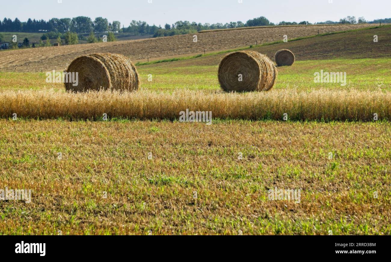 Bales Rocky View County Alberta Canada Foto Stock