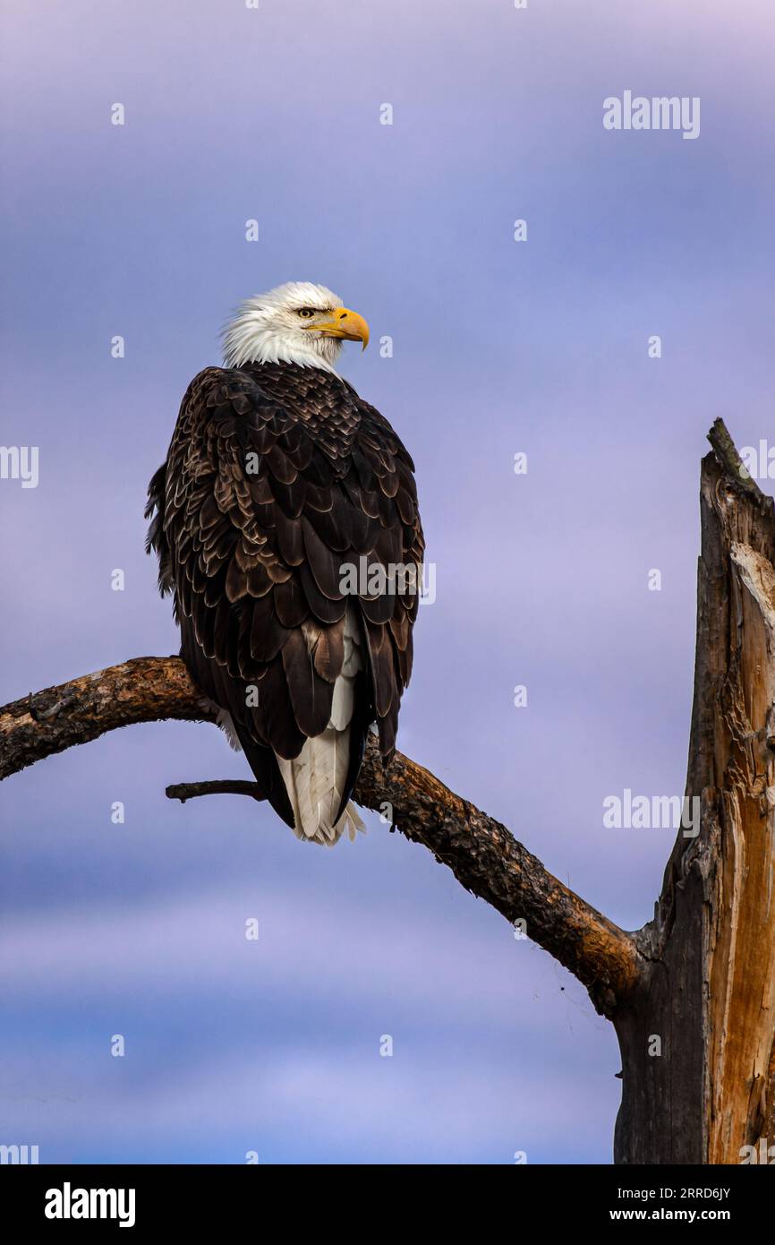 Aquila calva nell'albero che guarda a destra Foto Stock