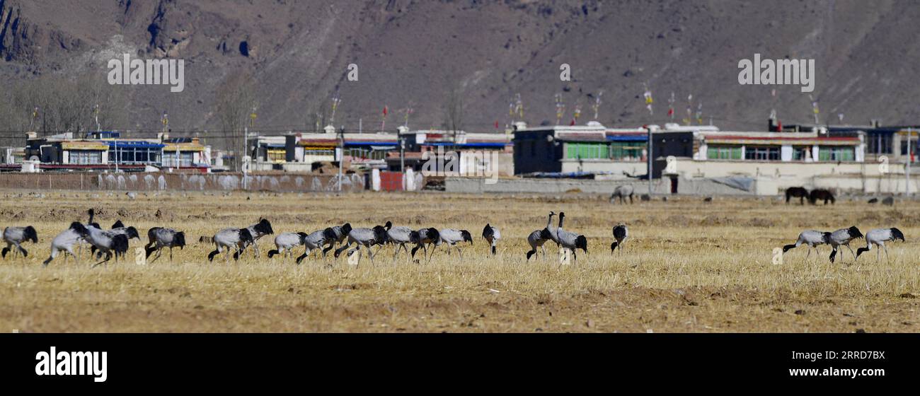 211208 -- LHASA, 8 dicembre 2021 -- le gru a collo nero sono viste nella contea di Lhunzhub di Lhasa, nella regione autonoma del Tibet della Cina sud-occidentale, 7 dicembre 2021. Circa 1.500 gru a collo nero sono volate nella contea di Lhunzhub per l'inverno. CHINA-TIBET-GRU A COLLO NERO CN ZHANGXRUFENG PUBLICATIONXNOTXINXCHN Foto Stock