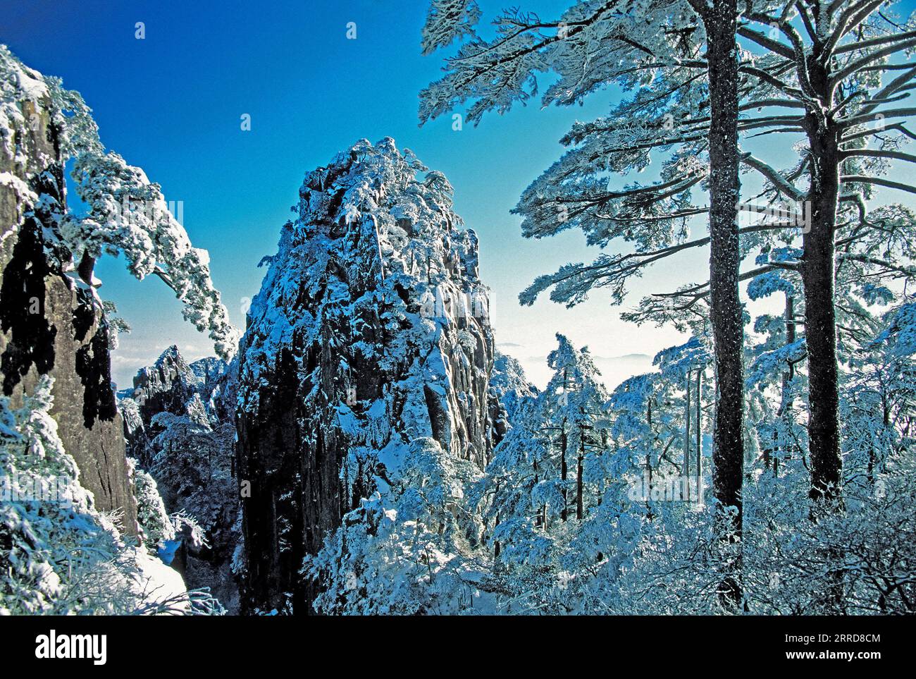 Huangshan (montagna gialla), Anhui, Cina: BEGIN to Believe Peak and Pines with Fresh Winter Snow. Foto Stock
