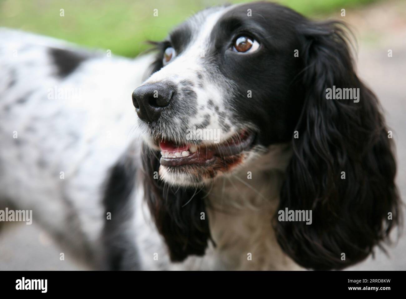 Un cane springer spaniel, che posa per la telecamera Foto Stock