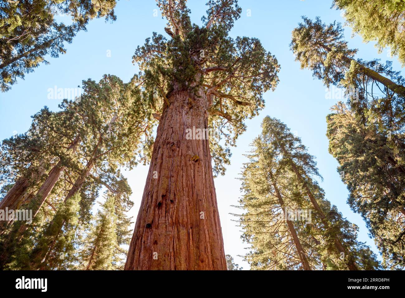 Vista dall'angolo basso delle sequoie giganti in una soleggiata giornata autunnale Foto Stock