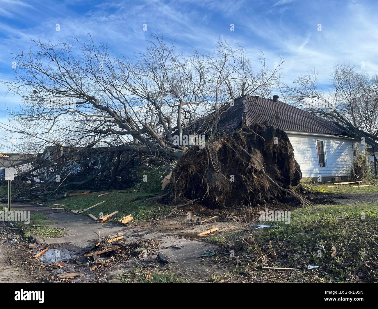 211211 -- MAYFIELD U.S., 11 dicembre 2021 -- foto scattata l'11 dicembre 2021 mostra un albero rovesciato nei tornado a Mayfield, Kentucky, Stati Uniti. Il bilancio delle vittime può salire a 100 dopo che almeno 30 tornado hanno attraversato sei stati durante la notte nelle parti centrali degli Stati Uniti, tra cui Arkansas, Mississippi, Illinois, Kentucky, Tennessee e Missouri. Foto di /Xinhua U.S.-KENTUCKY-MAYFIELD-TORNADOES-AFTERMATH CaromirnaxSanchez PUBLICATIONxNOTxINxCHN Foto Stock