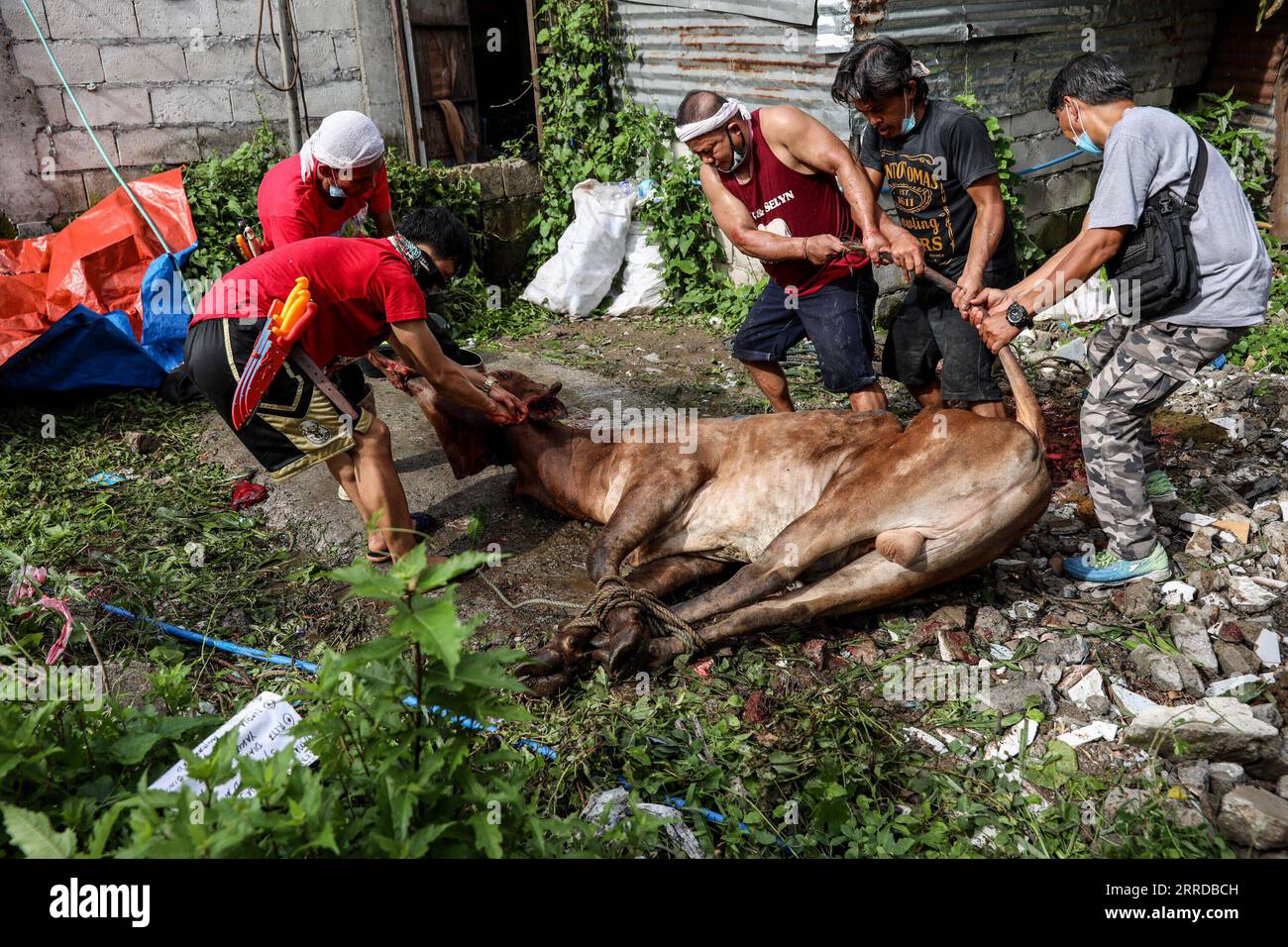 I musulmani filippini massacrano le mucche come sacrificio per celebrare Eid al-Adha alla Moschea Blu di Taguig, Metro Manila. Nonostante le nuove ondate di casi di coronavirus e i governi che vietano grandi raduni, i musulmani di tutto il mondo celebrano l'Eid al-Adha, o la Festa del sacrificio, con preghiere e la macellazione di capre e mucche e la loro carne sono date ai poveri. Filippine. BasilioxH.xSepe PUBLICATIONxNOTxINxCHN Foto Stock