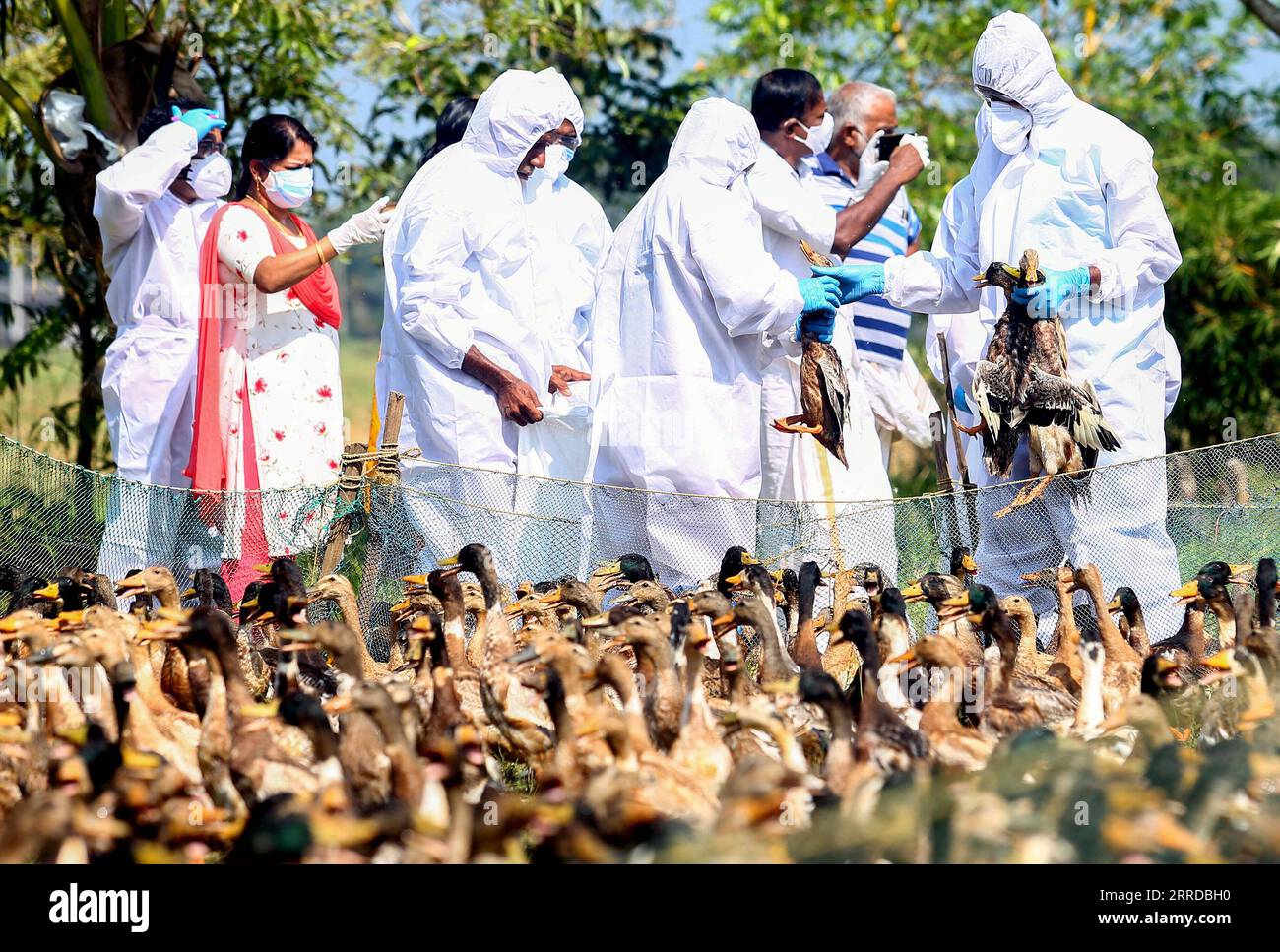 211215 -- KOTTAYAM, 15 dicembre 2021 -- gli operatori sanitari abbattono le anatre a seguito di un'epidemia di influenza aviaria nella città di Aimanam nel distretto di Kottayam nello stato meridionale dell'India del Kerala il 15 dicembre 2021. Str/Xinhua INDIA-KERALA-KOTTAYAM-INFLUENZA AVIARIA ParthaxSarkar PUBLICATIONxNOTxINxCHN Foto Stock