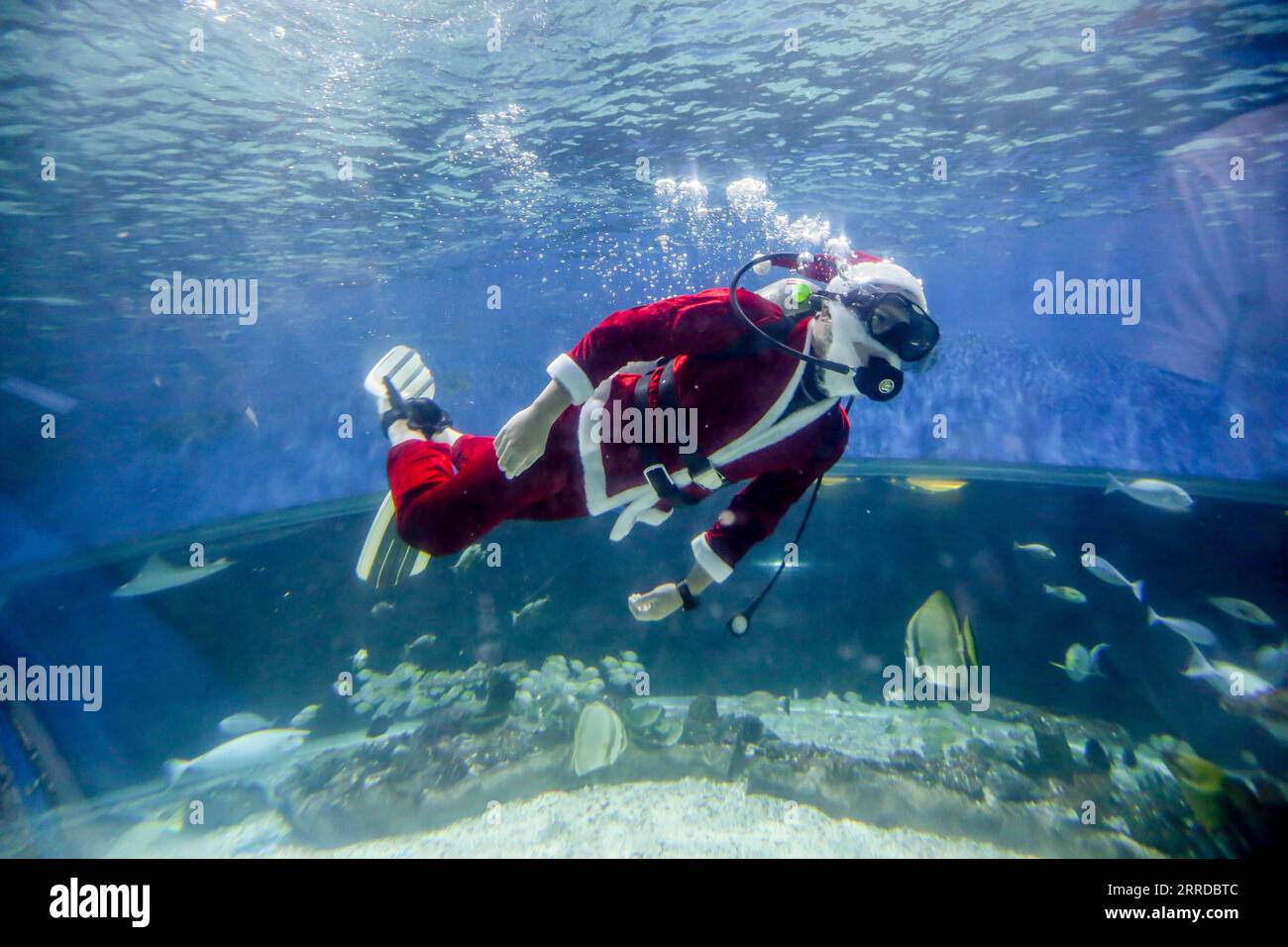 211216 -- MANILA, 16 dicembre 2021 -- Un subacqueo che indossa il costume di Babbo Natale nuota con creature marine all'interno dell'oceanario del Manila Ocean Park a Manila, nelle Filippine, il 16 dicembre 2021. Foto di /Xinhua PHILIPPINES-MANILA-OCEAN PARK-UNDERWATER SANTA ROUELLExUMALI PUBLICATIONxNOTxINxCHN Foto Stock