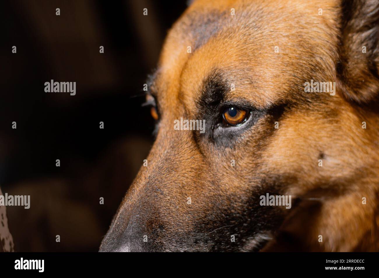 Ritratto ravvicinato del cane pastore tedesco. Selective Focus on Eyes, 7 settembre 2023 Foto Stock