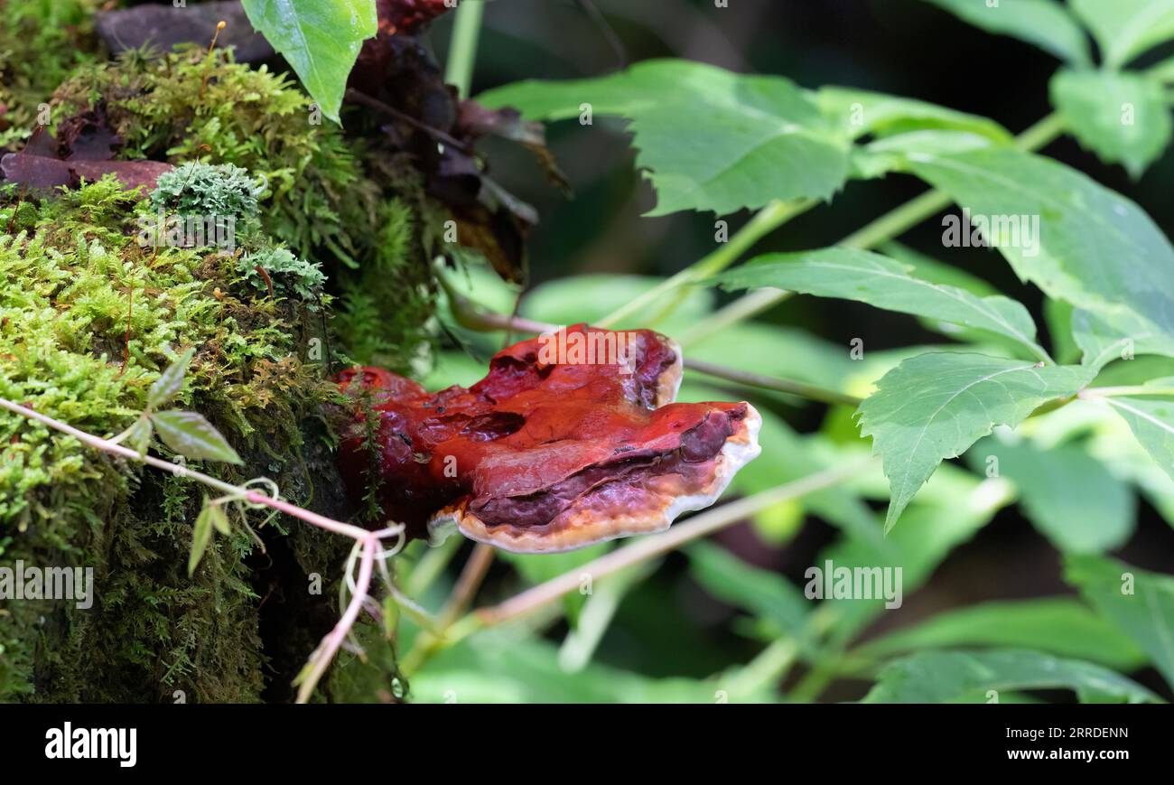 fungo ganodemataceae che cresce da un ceppo di alberi decaduto con un gambo definito, circondato da bokeh di verde foresta. Foto Stock