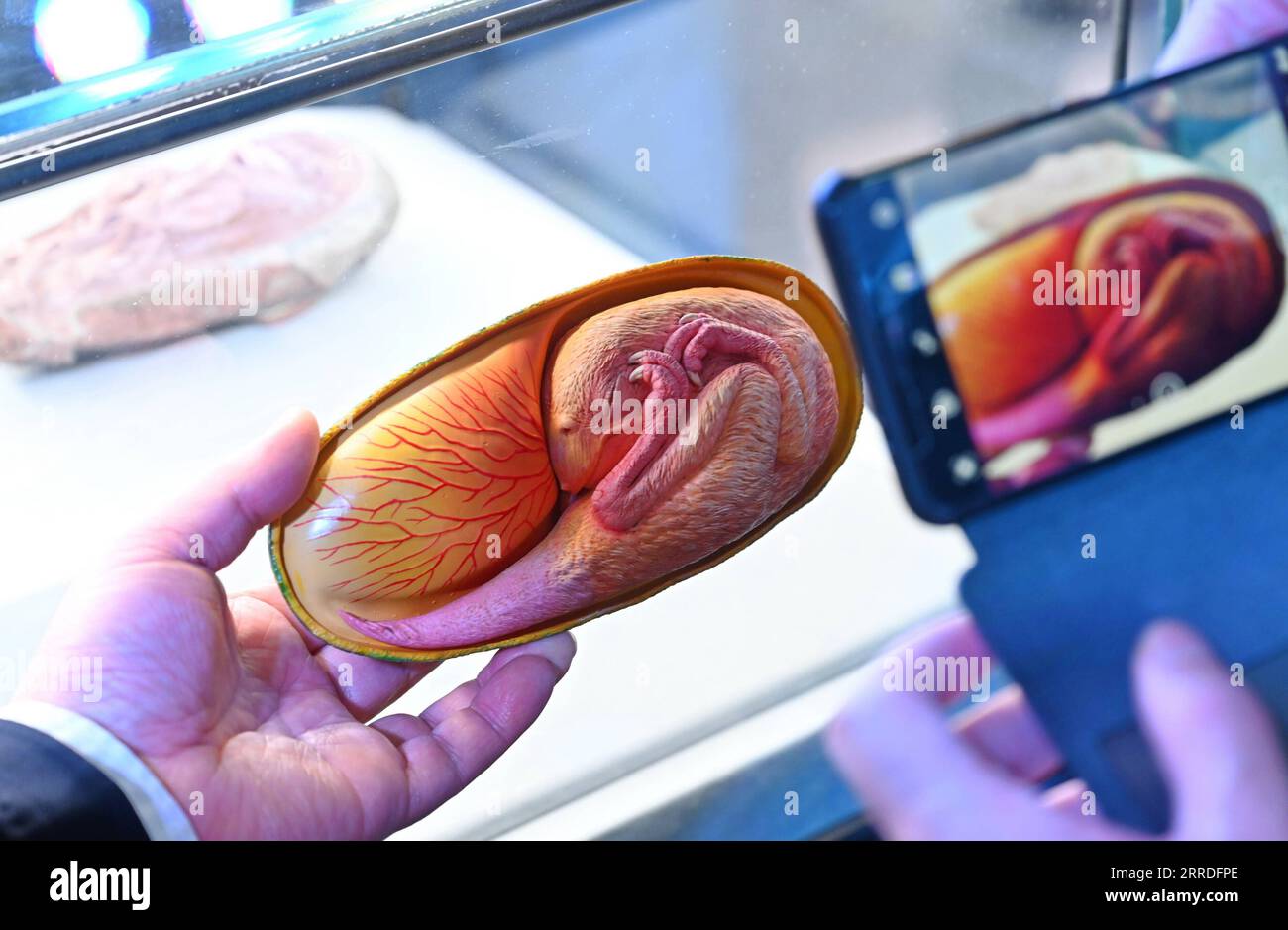 211223 -- FUZHOU, 23 dicembre 2021 -- Un modello di uovo di dinosauro fossilizzato è raffigurato al Fujian Science and Technology Museum di Fuzhou, provincia del Fujian, 22 dicembre 2021. Un nuovo studio che esamina un embrione da un uovo di dinosauro fossilizzato ha fornito ulteriori prove a sostegno dell'idea che gli uccelli moderni si siano evoluti dai dinosauri. DA SEGUIRE in tutta la Cina: Lo studio sull'embrione di dinosauri sostiene il legame ancestrale con gli uccelli CHINA-FUJIAN-FUZHOU-FOSSILIZZATO DINOSAURO OVOCULO-EMBRIONE CN LinxShanchuan PUBLICATIONxNOTxINxCHN Foto Stock