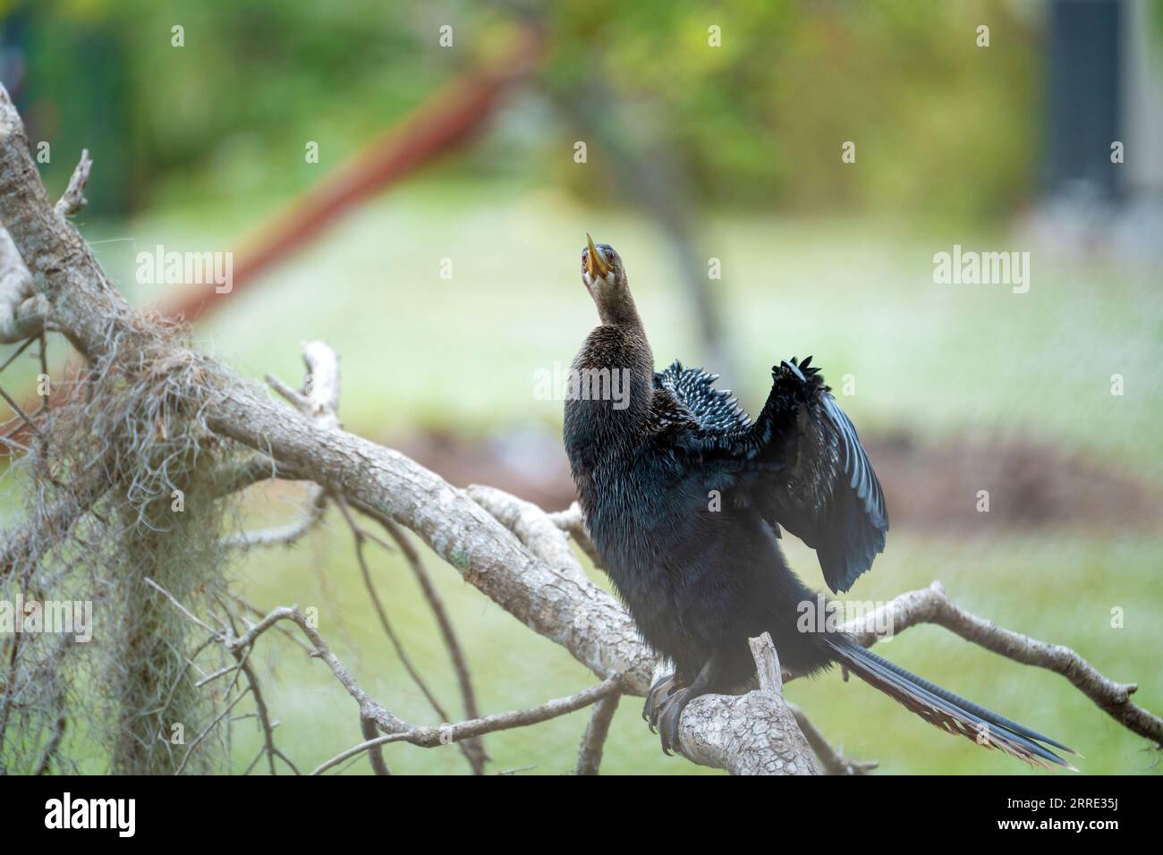 Un grande uccello anhinga che riposa sul ramo dell'albero nelle zone umide della Florida Foto Stock