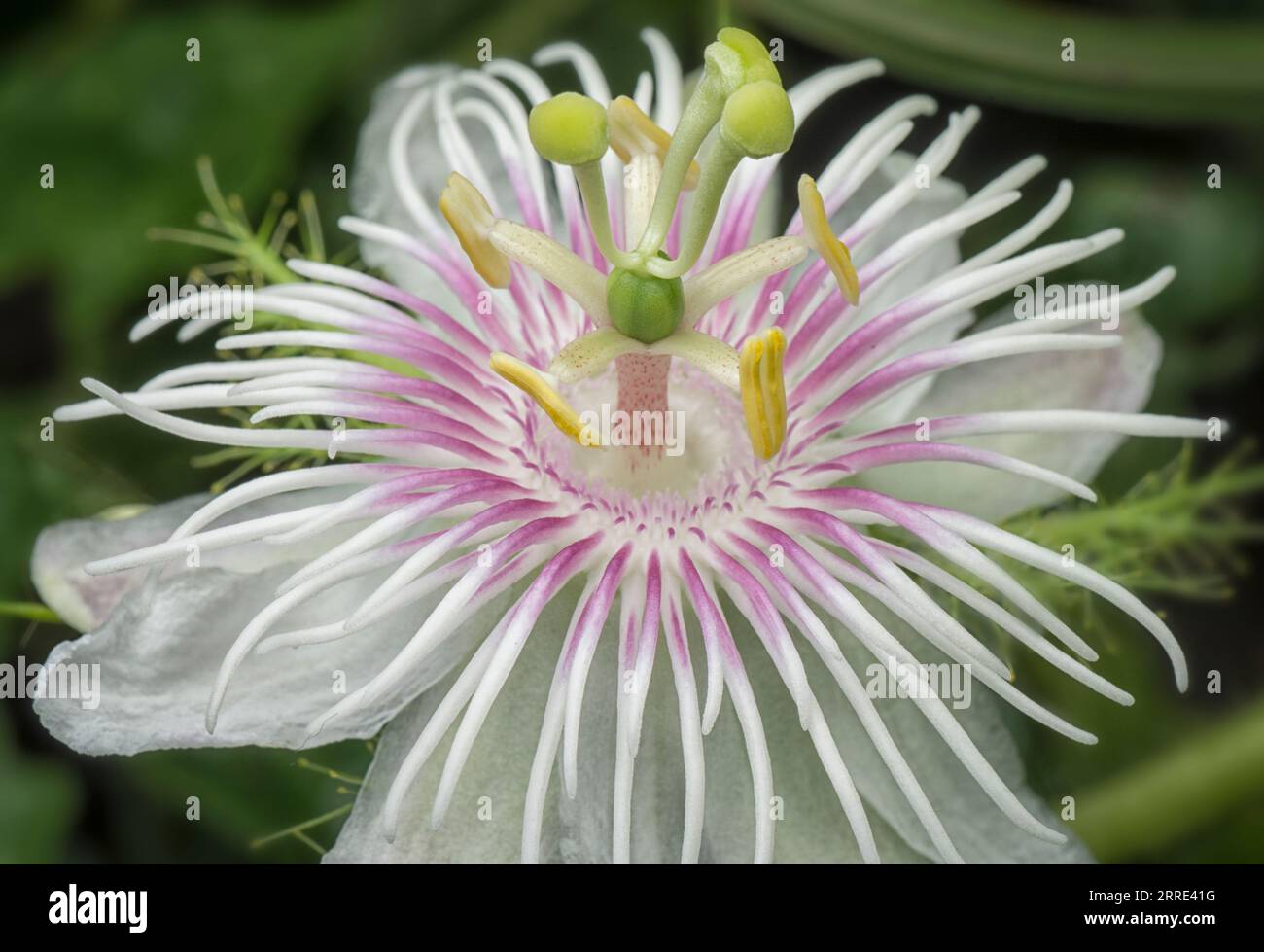 Passiflora foetida cespuglio passione pianta. Foto Stock