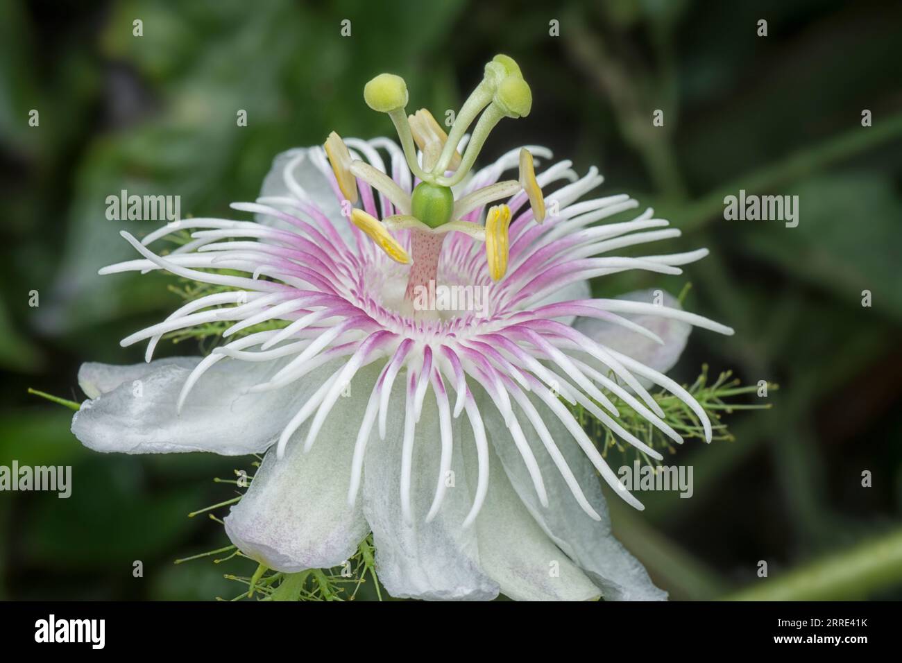 Passiflora foetida cespuglio passione pianta. Foto Stock