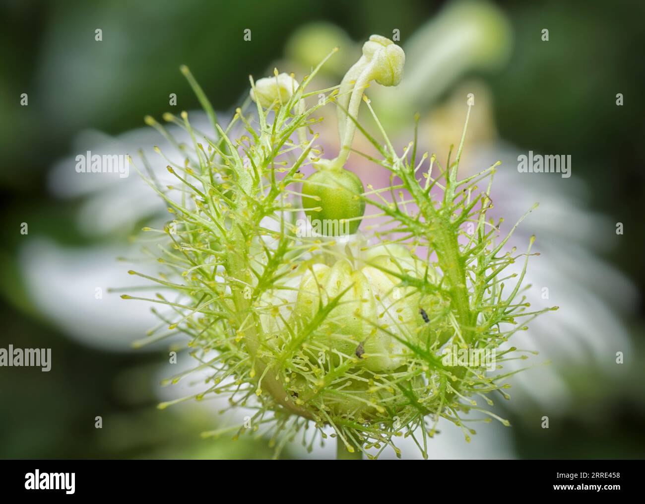 Passiflora foetida cespuglio passione pianta. Foto Stock