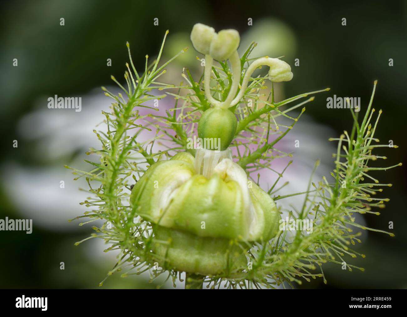Passiflora foetida cespuglio passione pianta. Foto Stock