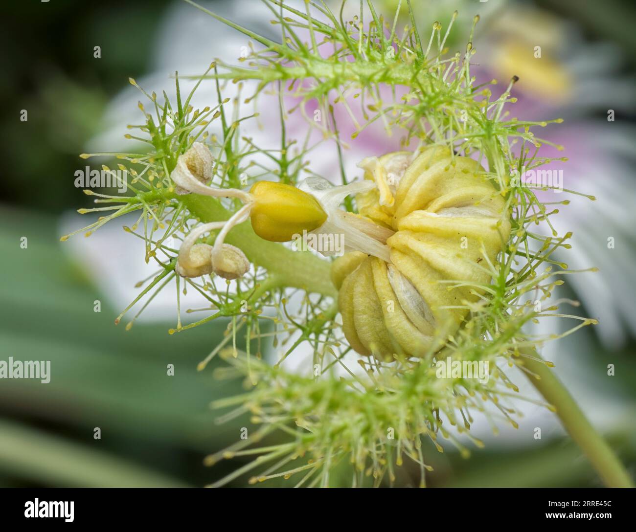 Passiflora foetida cespuglio passione pianta. Foto Stock