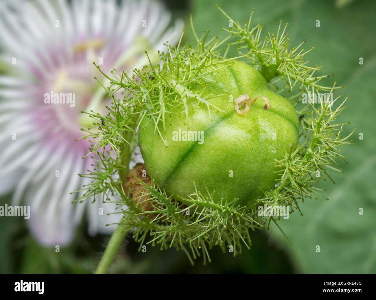 Passiflora foetida cespuglio passione pianta. Foto Stock