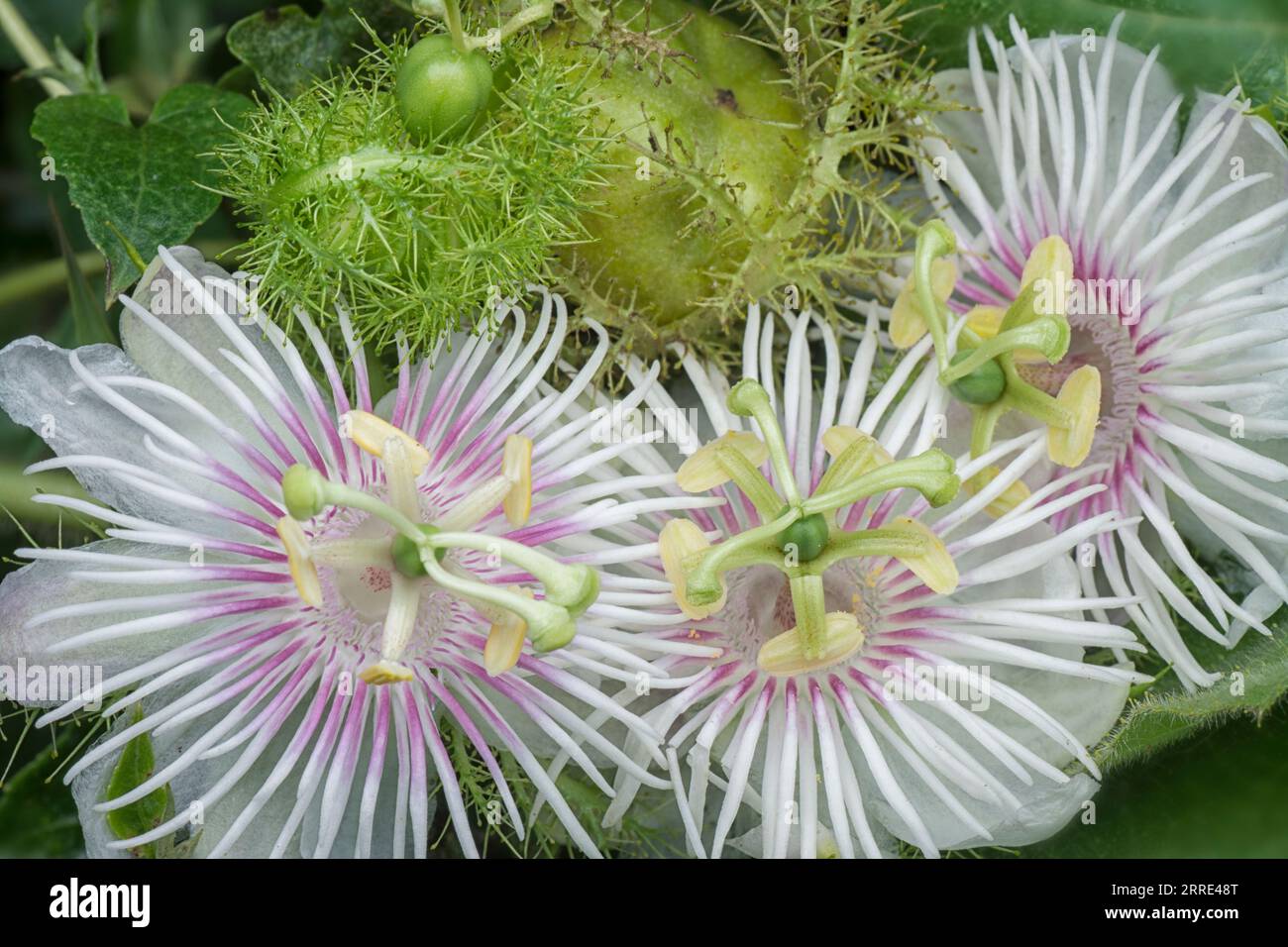Passiflora foetida cespuglio passione pianta. Foto Stock