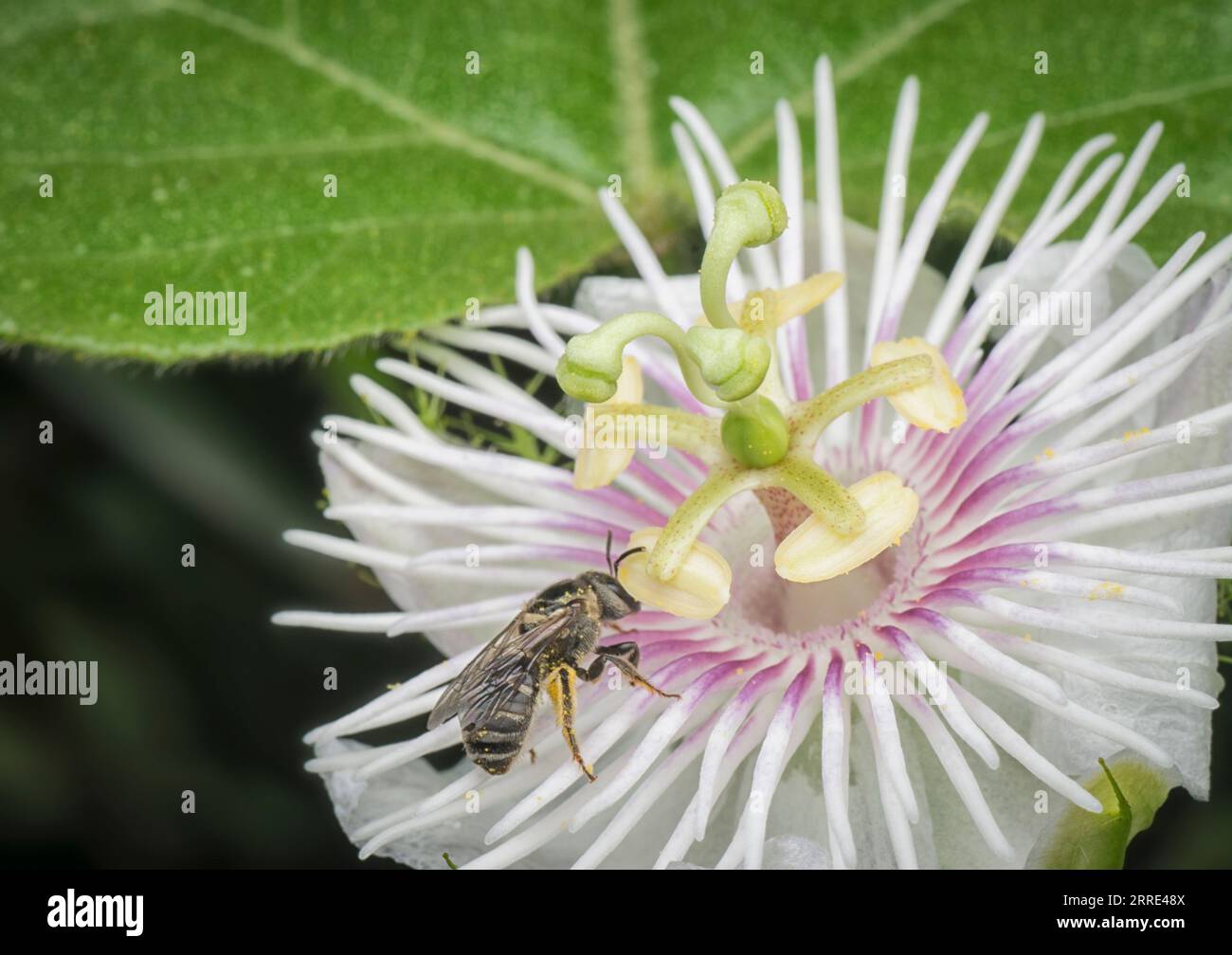 Passiflora foetida cespuglio passione pianta. Foto Stock