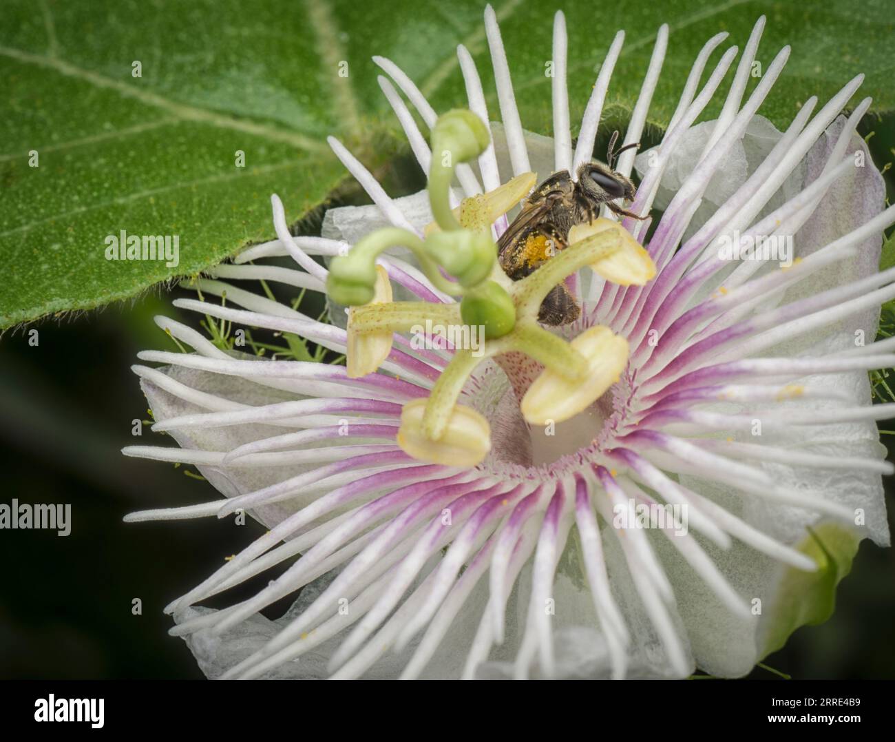 Passiflora foetida cespuglio passione pianta. Foto Stock
