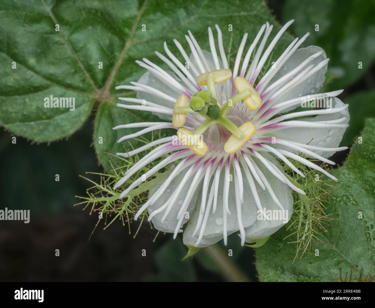Passiflora foetida cespuglio passione pianta. Foto Stock