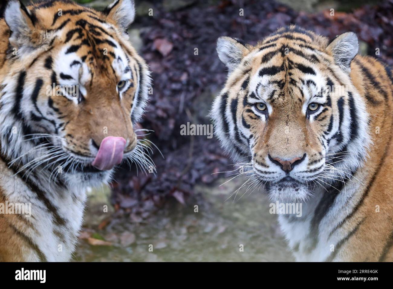 220127 -- BRUGELETTE, 27 gennaio 2022 -- foto scattata il 26 gennaio 2022 mostra due tigri siberiane allo zoo Pairi Daiza di Brugelette, Belgio. Il prossimo Capodanno lunare cinese, l'anno della Tigre, cade il 1° febbraio di quest'anno. BELGIO-BRUGELETTE-PAIRI DAIZA ZOO-TIGERS ZHANGXCHENG PUBLICATIONXNOTXINXCHN Foto Stock