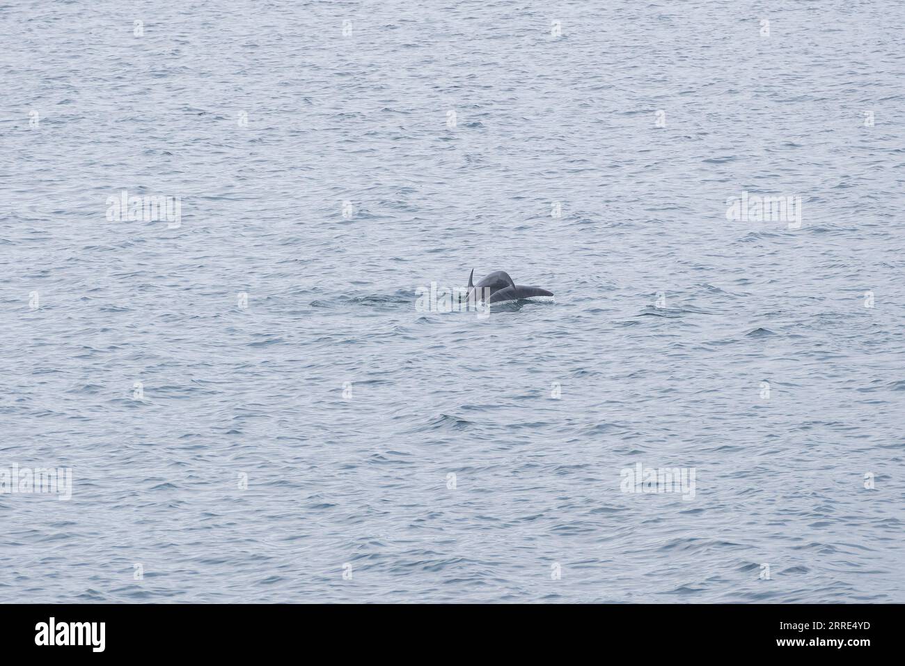 Nuoto e pesca di delfini nella baia di Vigo in Spagna Foto Stock