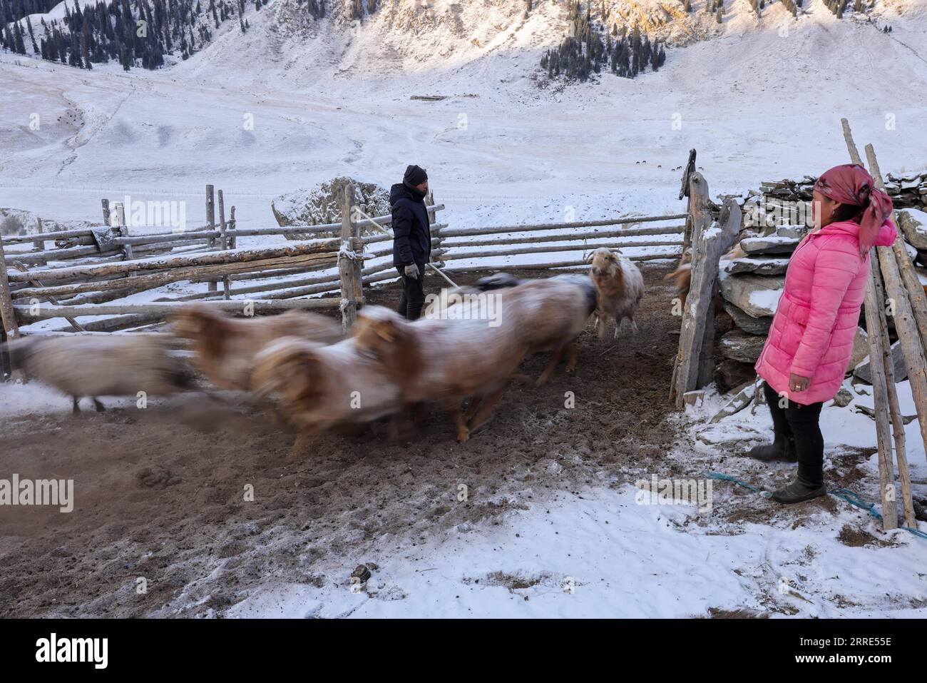 220128 -- URUMQI, 28 gennaio 2022 -- mandrie di pecore nella valle di Akyaz nella contea di Zhaosu, prefettura autonoma di Kazak di Ili, regione autonoma di Xinjiang Uygur della Cina nord-occidentale, 25 gennaio 2022. La valle di Akyaz è un importante pascolo invernale per i pastori di Zhaosu. Ogni anno, i pastori migravano lungo il fiume Akyaz, guidando con loro oltre 500.000 bovini per stabilirsi nella valle per l'inverno. Con un'altitudine media di 3.000 metri, la valle di Akyaz ha abbondante erba, acqua e un clima più caldo, grazie alle montagne circostanti che bloccano i venti freddi. Negli ultimi anni, pur proteggendo Foto Stock