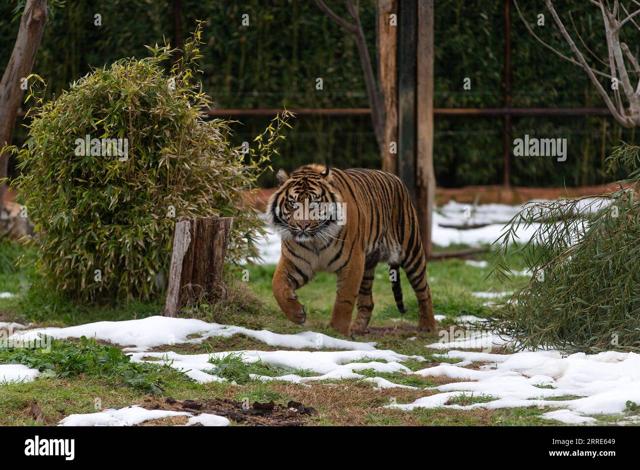 220130 -- ATENE, 30 gennaio 2022 -- Una tigre di Sumatra maschio di 3 anni di nome Rio è stata vista al Parco Zoologico Attica di Atene, Grecia, il 29 gennaio 2022. In occasione del Capodanno lunare cinese della Tigre, il fondatore del Parco Zoologico Attica in Grecia ha inviato i propri desideri al popolo cinese e ha chiesto una cooperazione bilaterale. PER ANDARE CON IL fondatore del parco zoo greco invia i desideri di Capodanno, cerca collaborazione con Cina GRECIA-ATENE-PARCO ZOOLOGICO-TIGRE MariosxLolos PUBLICATIONxNOTxINxCHN Foto Stock