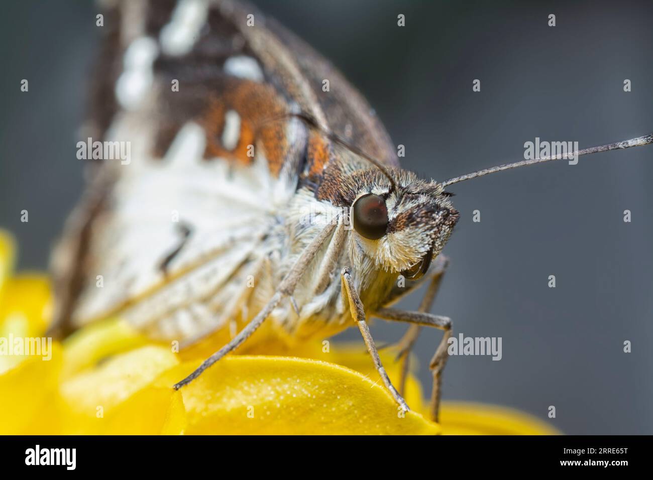 primo piano con lo skipper o la falena. Foto Stock