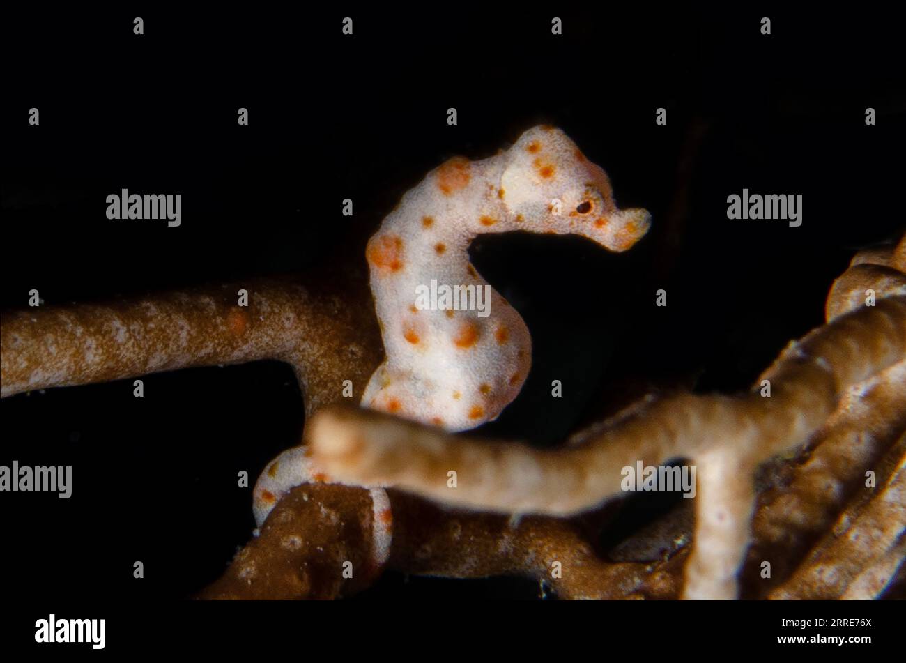 Denise's Pygmy Seahorse, Hippocampus denise, mimetizzato su Sea fan, Alcyonacea Order, Two Tree Island, Misool Island, Raja Ampat, West Papu Foto Stock