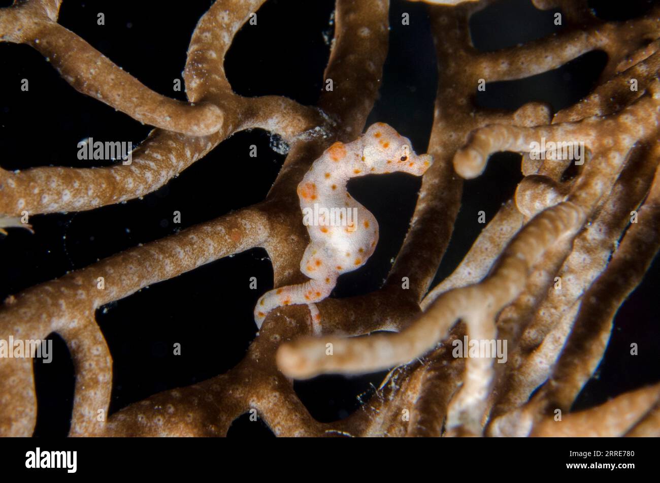 Denise's Pygmy Seahorse, Hippocampus denise, mimetizzato su Sea fan, Alcyonacea Order, Two Tree Island, Misool Island, Raja Ampat, West Papu Foto Stock