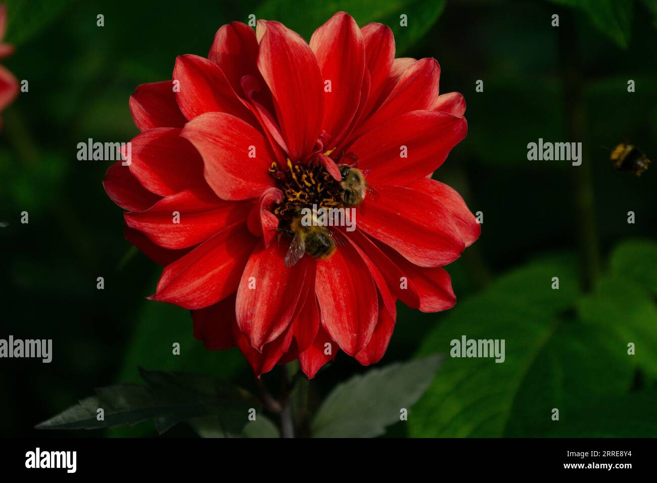Richmond Park, Londra, Regno Unito. 6 settembre 2023. Una bellissima dahlia rossa impollinata da due api, con un terzo che vola sopra. Foto Stock