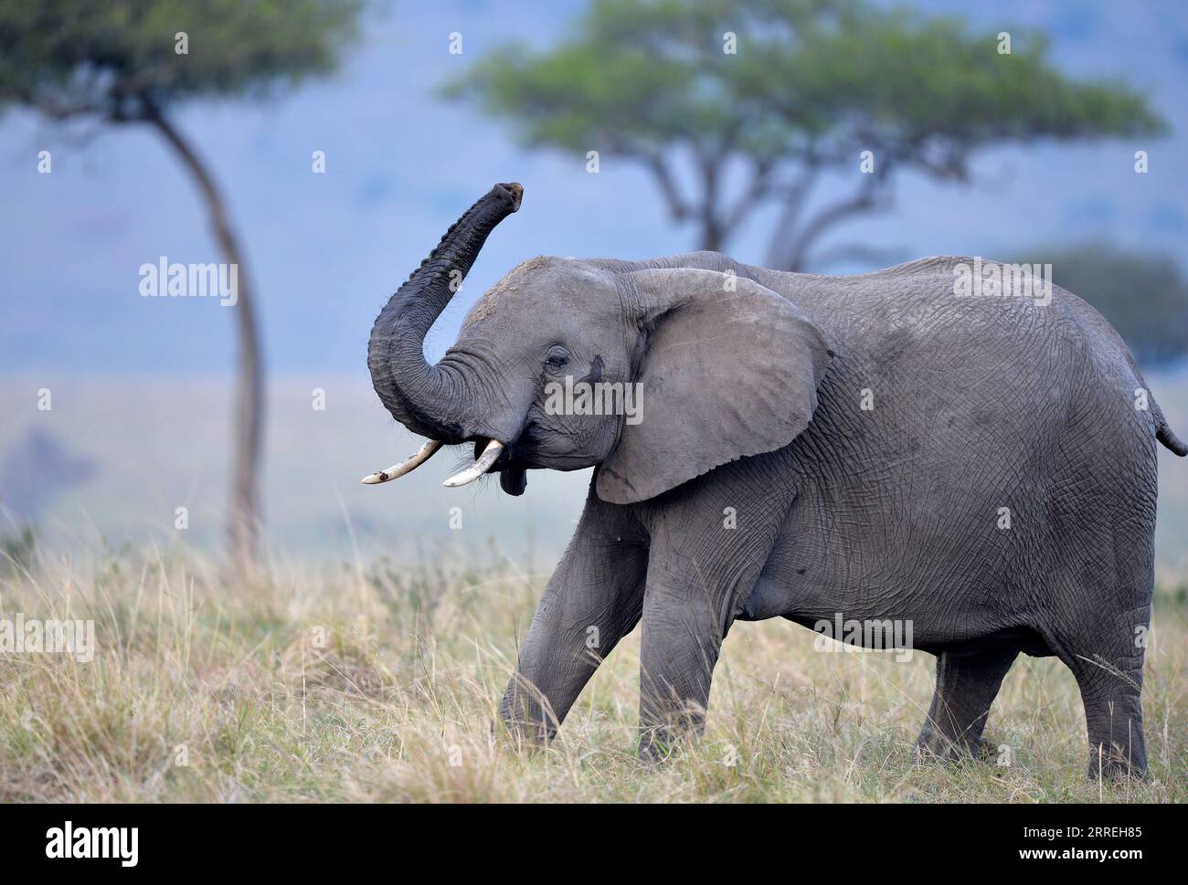 220302 -- NAIROBI, 2 marzo 2022 -- un elefante è visto nella riserva nazionale Masai Mara, Kenya, 30 agosto 2021. La giornata mondiale della fauna selvatica, che si celebra ogni anno il 3 marzo per sensibilizzare gli animali e le piante selvatiche del mondo, è celebrata con il tema del recupero delle specie chiave per il ripristino degli ecosistemi di quest'anno. GIORNATA MONDIALE DELLA FAUNA SELVATICA DEL KENYA DongxJianghui PUBLICATIONxNOTxINxCHN Foto Stock