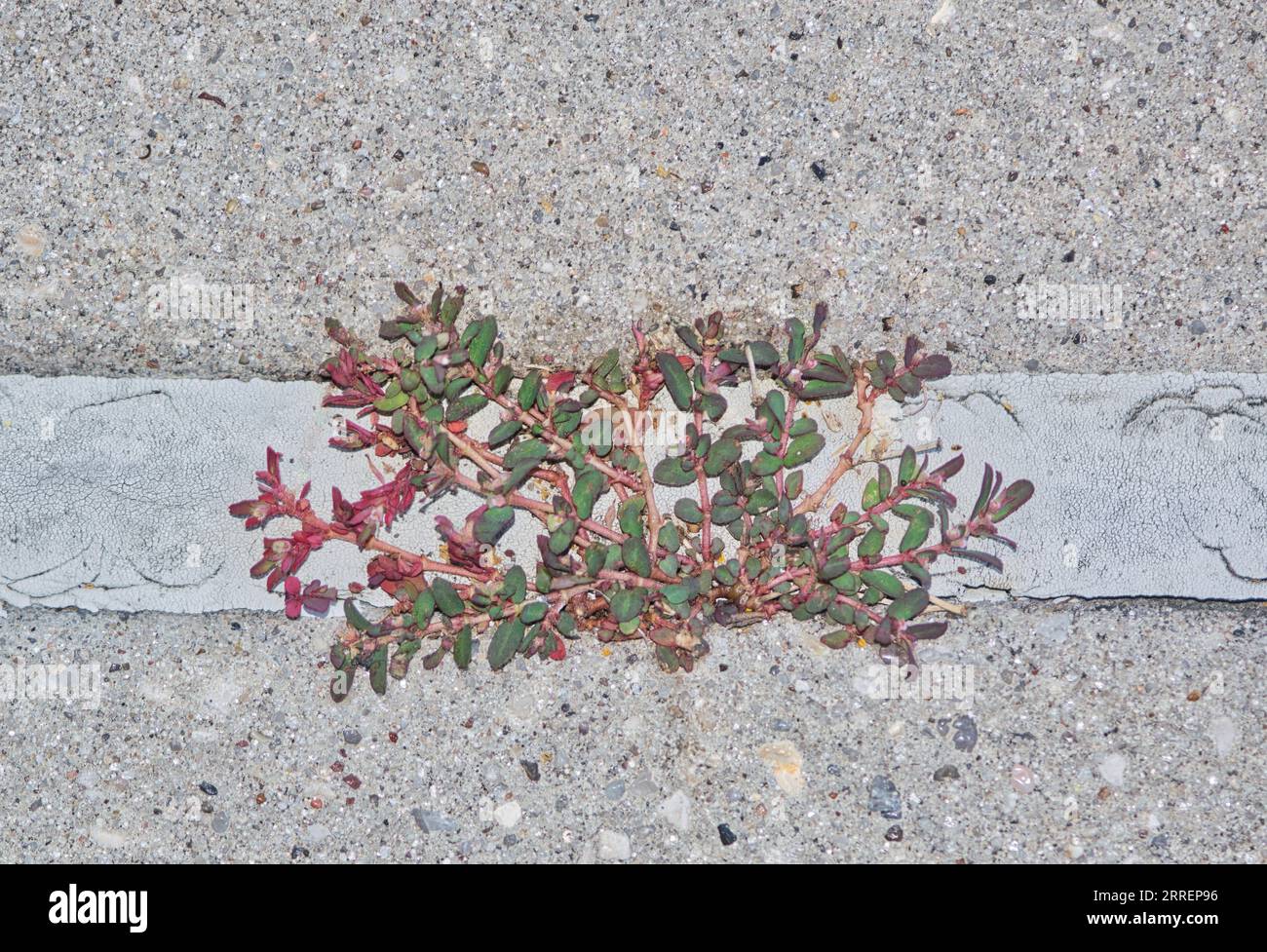 Spurga maculata (Euphorbia maculata) che cresce attraverso una crepa nel marciapiede. Nociva e invasiva erbaccia originaria degli Stati Uniti che prospera in estate. Foto Stock