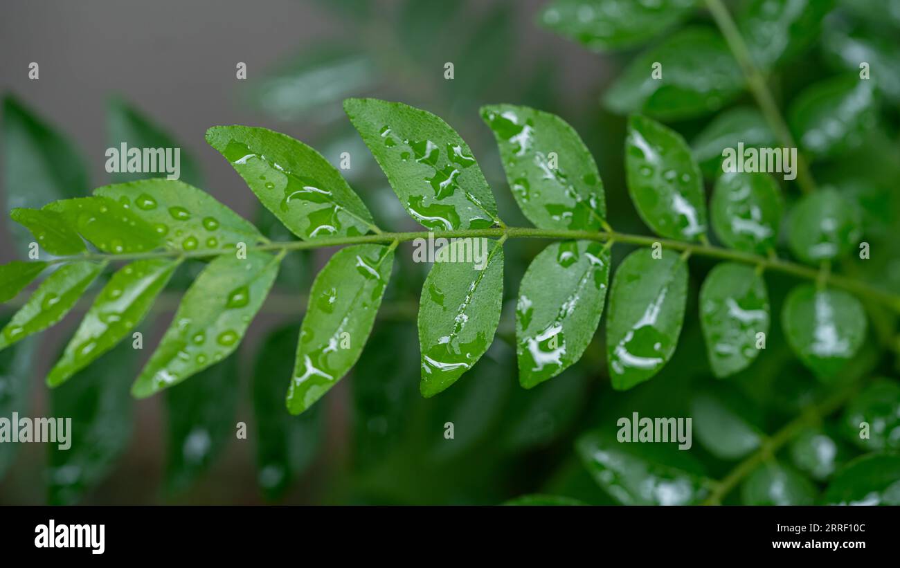 Gocce d'acqua sulle foglie verdi di una pianta di curry. Foto Stock