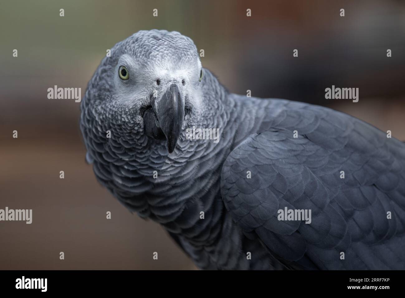 Un ritratto ravvicinato di un pappagallo grigio africano mentre guarda in avanti. C'è spazio per il testo intorno all'uccello Foto Stock