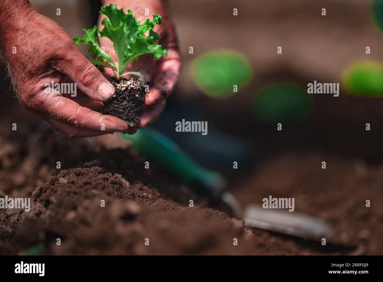 Coltivatore e giardiniere piantando germogli e giovani piante fresche, piantine in un terreno. Giardinaggio e agricoltura Foto Stock