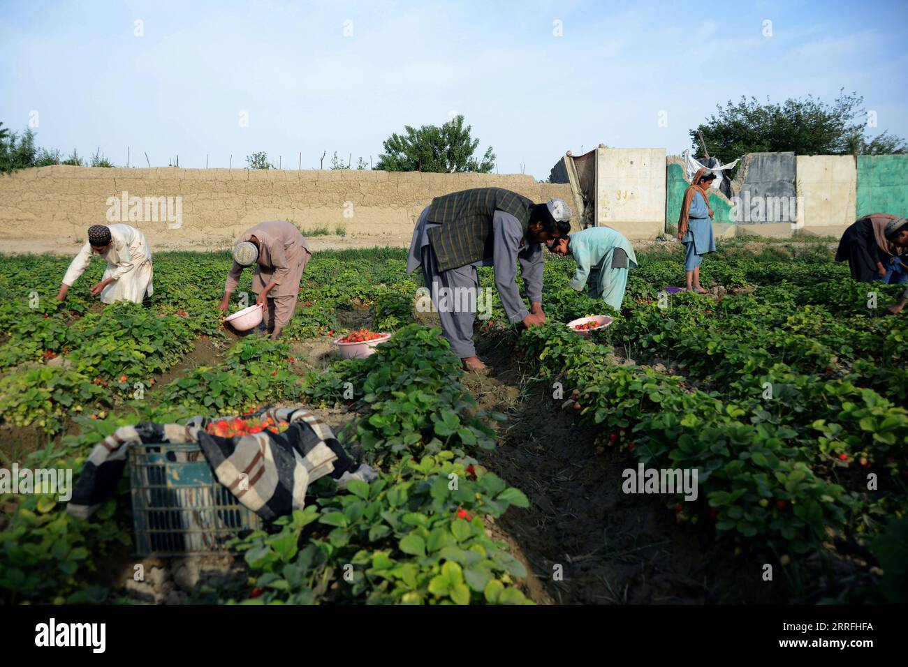 220418 -- KANDAHAR, 18 aprile 2022 -- gli agricoltori raccolgono fragole in un campo nel distretto di Zhari, nella provincia meridionale di Kandahar, Afghanistan, 11 aprile 2022. PER ANDARE CON la caratteristica: Campi di fragole potrebbero soppiantare i papaveri dell'Afghanistan, Forever Photo by /Xinhua AFGHANISTAN-KANDAHAR-STRAWBERRY-HARVEST SanaullahxSeiam PUBLICATIONxNOTxINxCHN Foto Stock