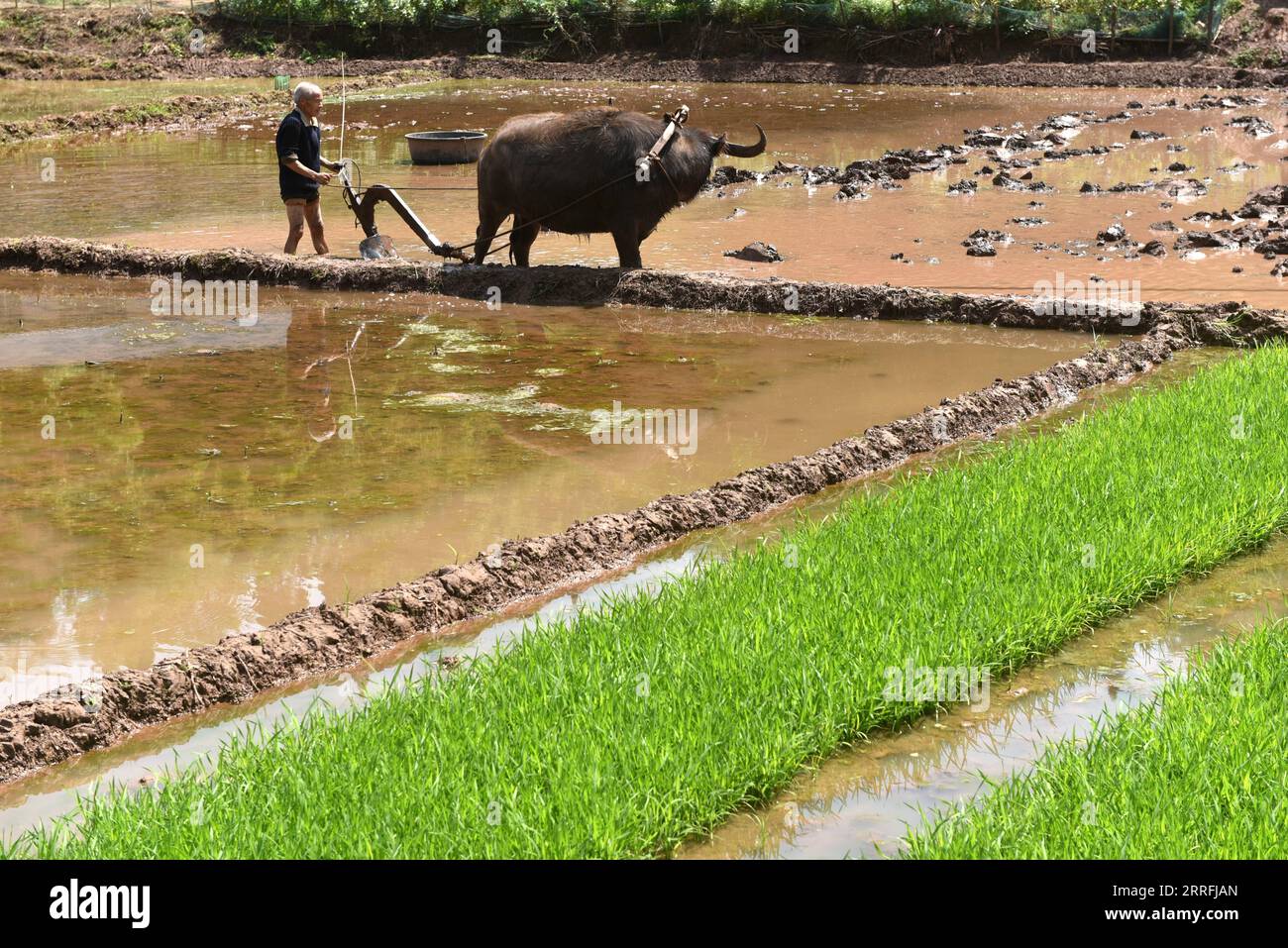 220419 -- NEIJIANG, 19 aprile 2022 -- Un contadino ara il campo nel villaggio di Xinpaifang, Gaoliang Township della città di Neijing, provincia del Sichuan della Cina sud-occidentale, 19 aprile 2022. Il 20 aprile segna Guyu, che letteralmente significa pioggia di grano, riferendosi al sesto dei 24 termini solari creati dagli antichi cinesi per svolgere attività agricole. Foto di /Xinhua CHINA-SPRING-FARMING CN HuangxZhenghua PUBLICATIONxNOTxINxCHN Foto Stock