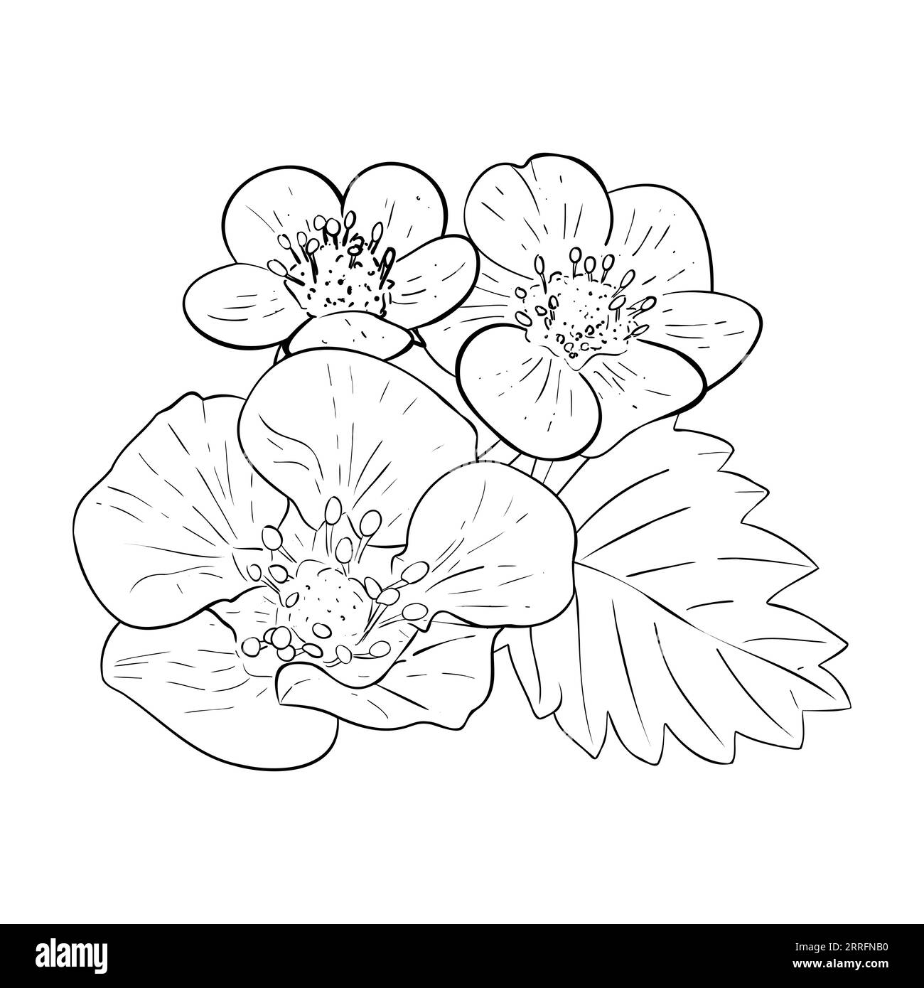 Set vettoriale di fiori di fragola disegnati a mano. Fiori e foglie isolati su sfondo bianco. Vettore, illustrazione della linea. Stampa per tessuto, imballaggio Illustrazione Vettoriale