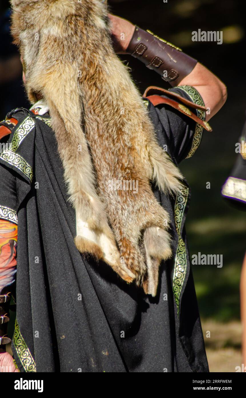 Uomo equipaggiato come legionario romano con una pelle di volpe sulla testa, ad una festa di rievocazione storica. Foto Stock