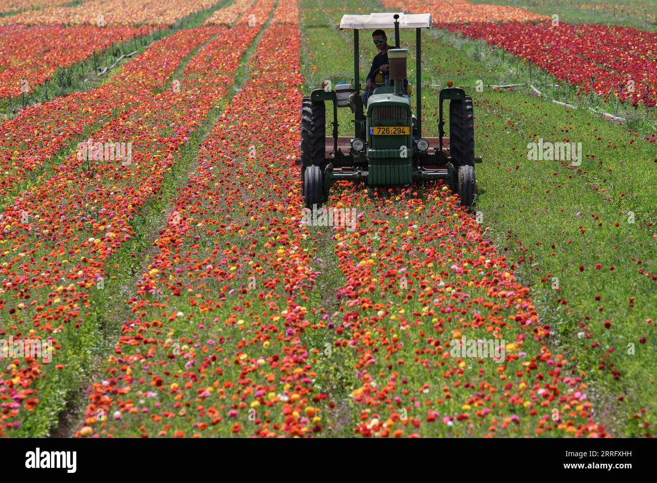 220428 -- KIRYAT SHMONA, 28 aprile 2022 -- Un trattore raccoglie fiori in un campo di fiori di farfalle vicino alla città nord israeliana di Kiryat Shmona il 28 aprile 2022. /JINI via Xinhua ISRAEL-KIRYAT SHMONA-FLOWER-HARVEST AyalxMargolin PUBLICATIONxNOTxINxCHN Foto Stock