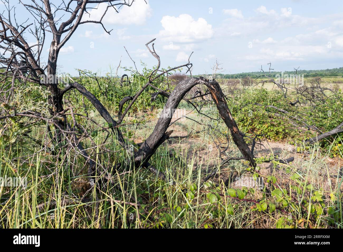 Vegetazione dietro la spiaggia di Snettisham che si riprende dagli effetti di un incendio di una brughiera un anno prima allo Snettisham Country Park sulla riva orientale del Washington. Foto Stock