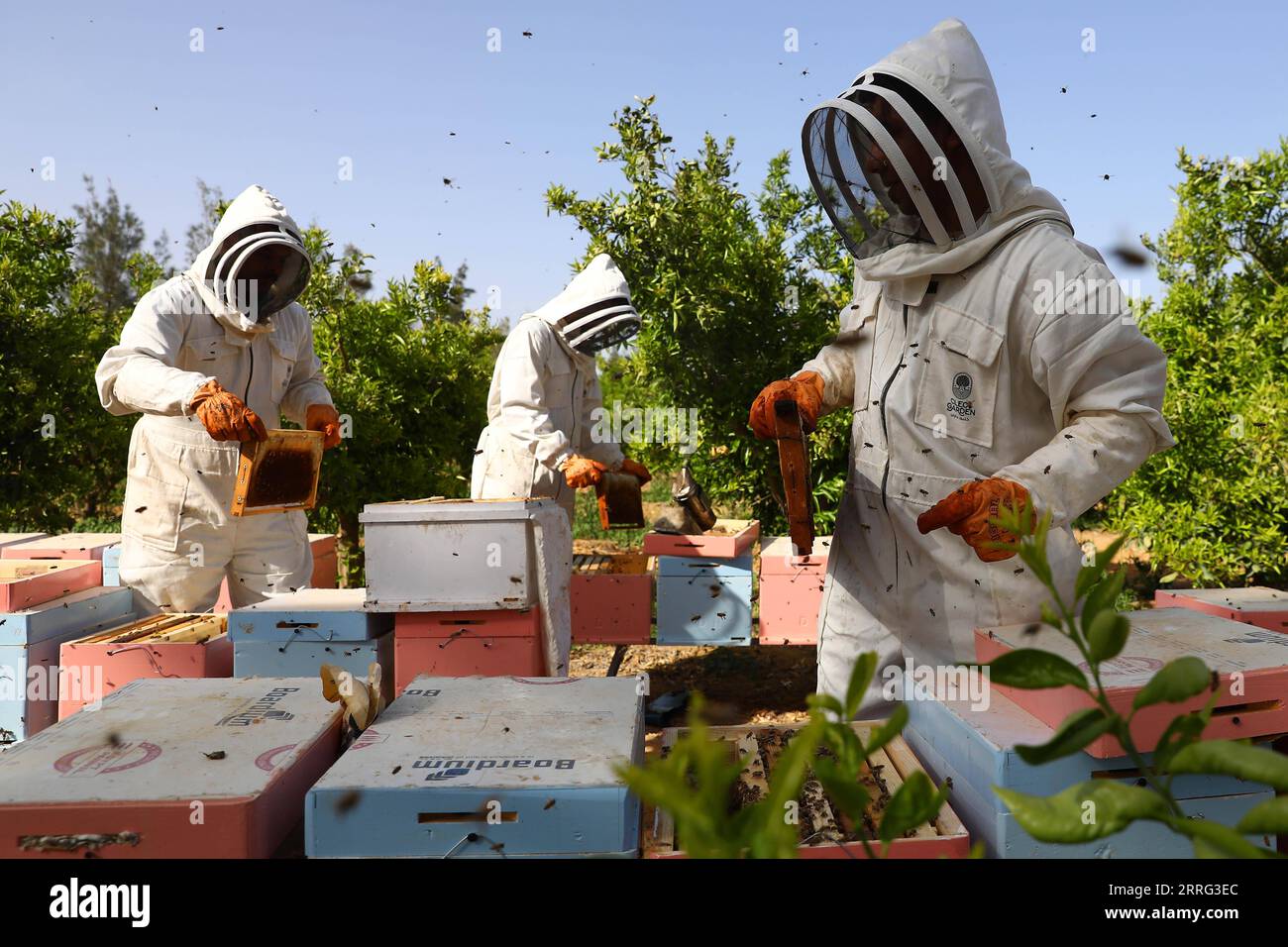 220505 -- BEHEIRA, 5 maggio 2022 -- gli apicoltori raccolgono favi con miele in un apiario a Wadi El Natroun del Governatorato di Beheira, Egitto, il 5 maggio 2022. Il settore dell'apicoltura in Egitto impiega più di 25.000 famiglie, che è stata un'importante fonte di reddito per molti egiziani. EGYPT-BEHEIRA-MIELE PRODUZIONE-APICOLTORE AhmedxGomaa PUBLICATIONxNOTxINxCHN Foto Stock